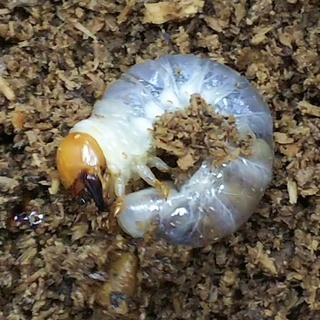 オオクワガタ&カブトムシの幼虫