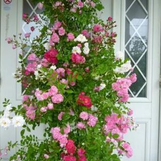 植物　薔薇　苗　ドロシーパーキンス三色接ぎ木大株　花