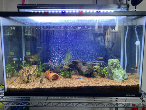熱帯魚 水槽セット なかし 鳥栖のその他の中古あげます 譲ります ジモティーで不用品の処分
