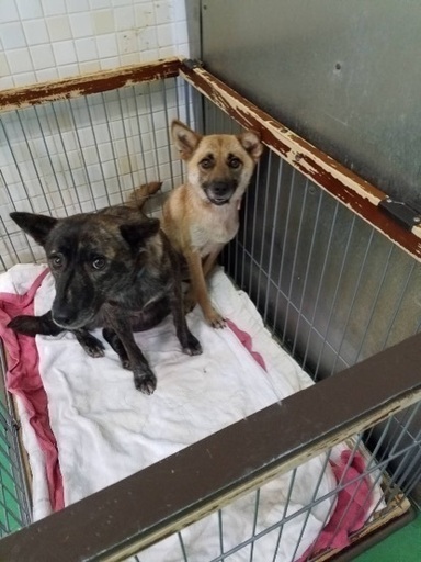 里親決定 有難うございました 保健所収容 甲斐犬mix風 お腹を見せて甘えてくれるまだ若い女の子が助けを待っています 県外譲渡可 Kmhらぶ 大村のその他の里親募集 ジモティー 里親決定 有難うございました 保健所収容 甲斐犬mix風 お腹を見せて甘えてくれるまだ若い女の子が助けを待っています 県外譲渡可 Kmhらぶ 大村のその他の里親募集 ジモティー