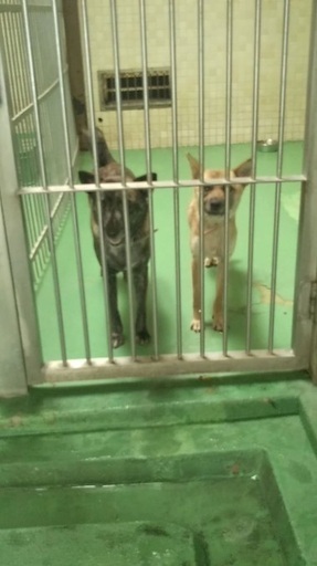 里親決定 有難うございました 保健所収容 甲斐犬mix風 お腹を見せて甘えてくれるまだ若い女の子が助けを待っています 県外譲渡可 Kmhらぶ 大村のその他の里親募集 ジモティー