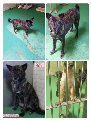 里親決定 有難うございました 保健所収容 甲斐犬mix風 お腹を見せて甘えてくれるまだ若い女の子が助けを待っています 県外譲渡可 Kmhらぶ 大村のその他の里親募集 ジモティー