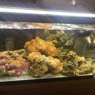 60cm海水魚水槽全セット