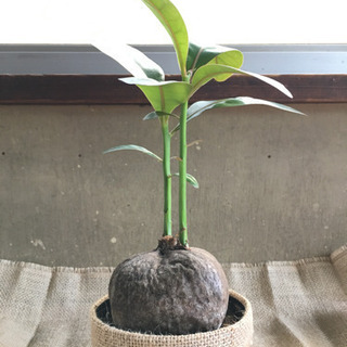 50 素晴らしいバーリング トニア 育て 方 最高の花の画像