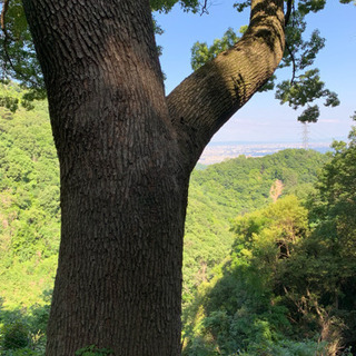 六甲山の自然の中でのお仕事です - 神戸市