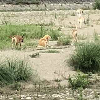 犬猫ボランティア募集 - 丸亀市