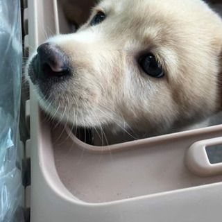 岡山県の子犬 里親募集 ジモティー