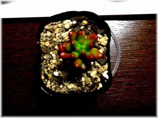 ツブツブ葉っぱがカワイイ多肉植物 虹の玉 2号ポット入り苗 ᴗ こうべのサクラ 米野のその他の中古あげます 譲ります ジモティーで不用品の処分