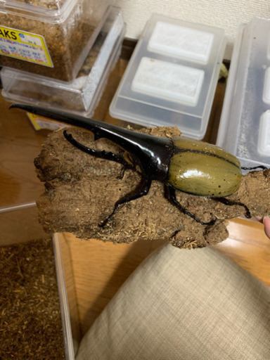 ヘラクレスオオカブト ペア 大型 値下げしました。 ヘラクレスオオカブト ペア 大型 値下げしました。 【公式通販】