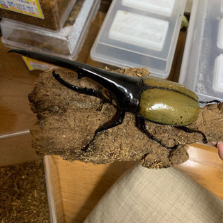 ヘラクレスオオカブト ペア 大型 値下げしました。