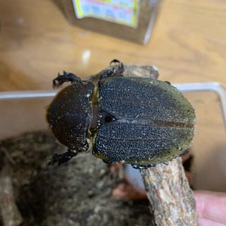 ヘラクレスオオカブト ペア 大型 値下げしました。