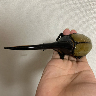 最終値下げ　ヘラクレスオオカブト　161mmペア 最終値下げ ヘラクレスオオカブト 161mmペア 最終値下げ ヘラクレス