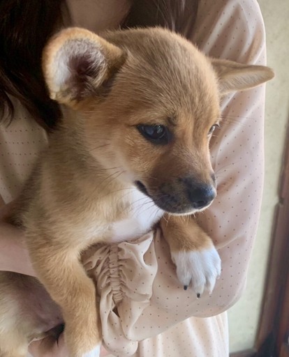 子犬 雑種 女の子 里親募集 ２ヶ月半 Mikiko 伊賀の犬の里親募集 ジモティー