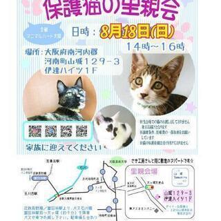 8月18日(日）保護猫の里親会 14時～16時