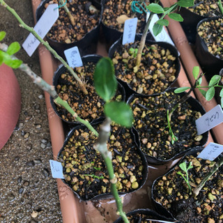 フィンガーライム 接木 挿し木 苗の販売です こちらは見切り品となります Itsuki 延岡のその他の中古あげます 譲ります ジモティーで不用品の処分