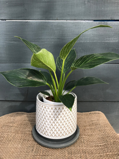 観葉植物 フィロデンドロン バーキン Pg 美濃加茂のインテリア雑貨 小物の中古あげます 譲ります ジモティーで不用品の処分 観葉植物 フィロデンドロン バーキン Pg 美濃加茂のインテリア雑貨 小物の中古あげます 譲ります ジモティーで不用品の処分