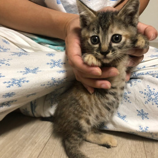 生後1ヶ月の可愛いキジトラちゃん - 猫