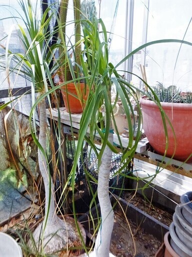 観葉植物トックリラン ポニーテール 2本セット Rinrin 西大路のその他の中古あげます 譲ります ジモティーで不用品の処分 観葉植物トックリラン ポニーテール 2本セット Rinrin 西大路のその他の中古あげます 譲ります ジモティーで不用品の処分