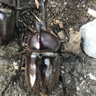 カブトムシ1匹から かぶと虫  カブト虫