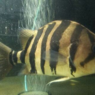 値下げ！ダトニオプラスワン ダトニオプラスワン 最終値下げ