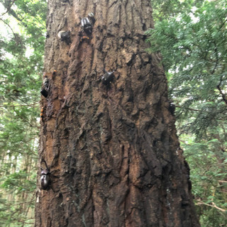 カブトムシ捕まえました