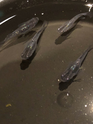 メダカ 魔王改 幼魚 5匹 Taap1025 茅ヶ崎のその他の中古あげます 譲ります ジモティーで不用品の処分 メダカ 魔王改 幼魚 5匹 Taap1025 茅ヶ崎のその他の中古あげます 譲ります ジモティーで不用品の処分