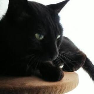 再募集です。可愛い声、素敵な瞳の黒猫ちゃん♀️💕 − 愛知県
