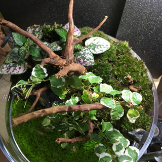 水草レイアウト完成品販売