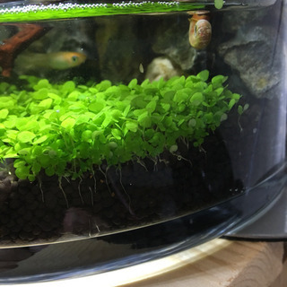 水草レイアウト完成品販売