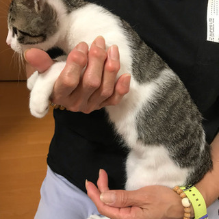 キジ白男の子里親さん募集 (あん) 富山の猫の里親募集｜ジモティー
