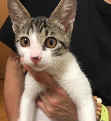キジ白男の子里親さん募集 (あん) 富山の猫の里親募集｜ジモティー
