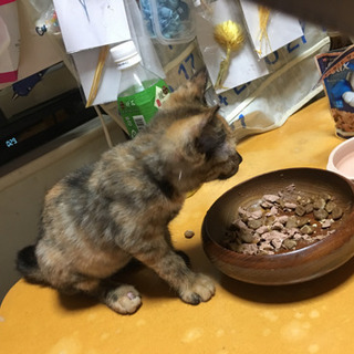 2ヶ月になる子猫 家飼い募集