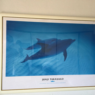 TAKASAGO jyunji イルカの写真