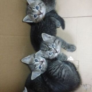 人懐き 遊び盛りのお顔立ちの可愛い子 Lemondoda6 大阪の猫の里親募集 ジモティー 人懐き 遊び盛りのお顔立ちの可愛い子 Lemondoda6 大阪の猫の里親募集 ジモティー