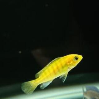 ラビドクロミス カエルレウス アフリカンシクリッド イエローシクリッド アクアリウム 水槽 熱帯魚 レイアウト ジモティーアクア 宮之阪のその他の中古あげます 譲ります ジモティーで不用品の処分