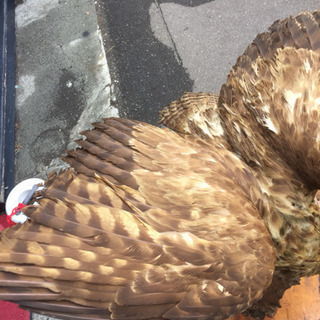 鷲 鷹 はく製  剥製 鷲 鷹 はく製 剥製