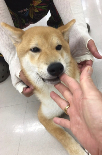 超フレンドリーな柴犬6ヶ月の男の子 もも 丸亀のその他の里親募集 ジモティー