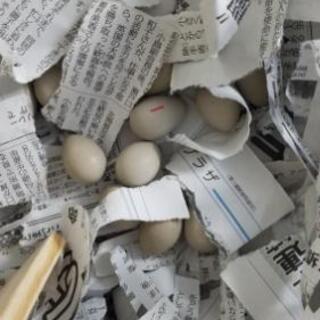 うずらの卵