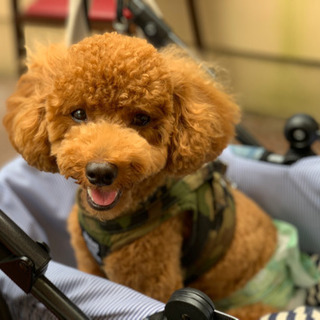 千葉県の犬友 メンバー募集 ジモティー 千葉県の犬友 メンバー募集 ジモティー