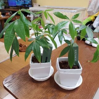 パキラ(観葉植物)