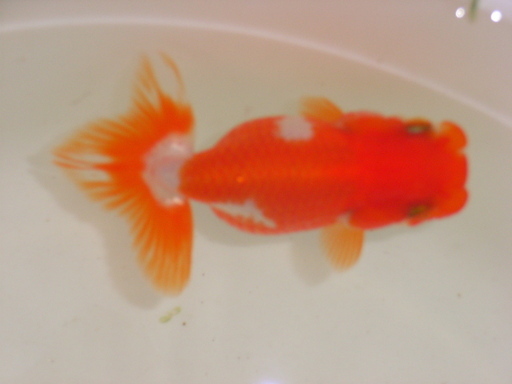 金魚さん　お盆特別企画　上物らんちゅう-２匹