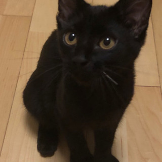 里親様決定☆だっこ大好き甘えんぼ5ヶ月の黒猫キジトラこねこ − 埼玉県