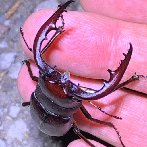 昆虫採集案内します カブトムシ クワガタ Kazuki006 船橋のその他のペットの無料広告 無料掲載の掲示板 ジモティー