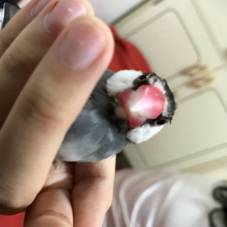 文鳥を探しています