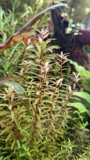 ロタラ インディカ 水草 ロタラ インジカ アクアリウム 水槽 熱帯魚 レイアウト ジモティーアクア 宮之阪のその他の中古あげます 譲ります ジモティーで不用品の処分 ロタラ インディカ 水草 ロタラ インジカ アクアリウム 水槽 熱帯魚 レイアウト ジモティーアクア 宮之阪のその他の中古あげます 譲ります ジモティーで不用品の処分