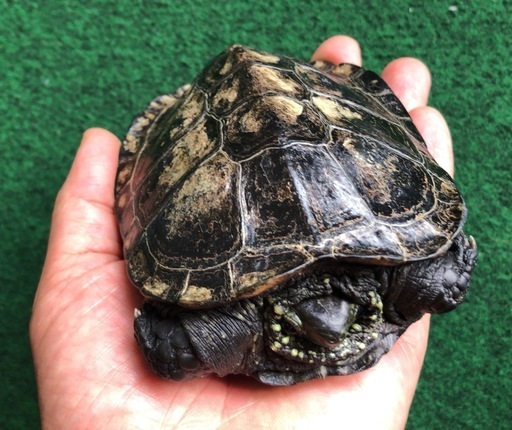 目がくりくりと可愛い クサガメ です かっちゃん 尾道のその他の里親募集 ジモティー