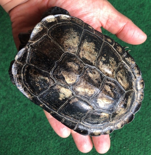 目がくりくりと可愛い クサガメ です かっちゃん 尾道のその他の里親募集 ジモティー 目がくりくりと可愛い クサガメ です かっちゃん 尾道のその他の里親募集 ジモティー