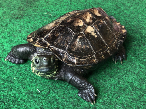 目がくりくりと可愛い クサガメ です かっちゃん 尾道のその他の里親募集 ジモティー
