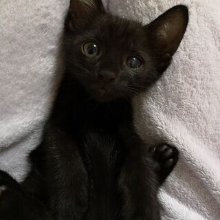生後１ヶ月半の４姉妹😺黒猫💕