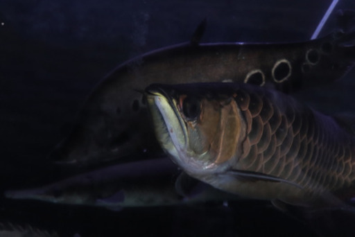 熱帯魚出張買取致します ネオ 北九州の買いたい くださいの助け合い ジモティー